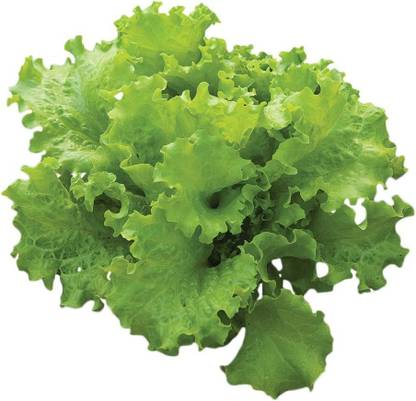VibeX HUA-65 - Black ed Simpson Lettuce - (450 Seeds) Seed