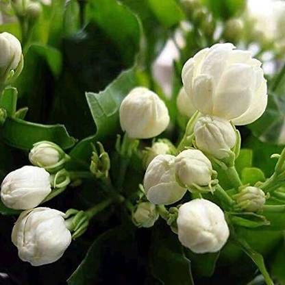 KNESSiN Jasmine Flower Jasminum Sambac[100 Seeds] Seed