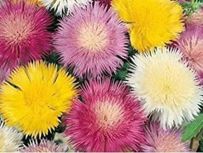 XOLDA Sweet sultan Seed Price in India - Buy XOLDA Sweet sultan Seed ...