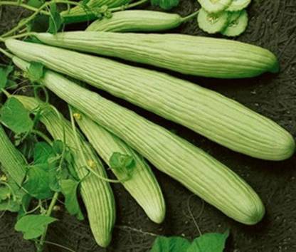 Siddhi Vinayak Gallery® Imported Kakri F1 Hybrid Seeds For Gardening/ Seed