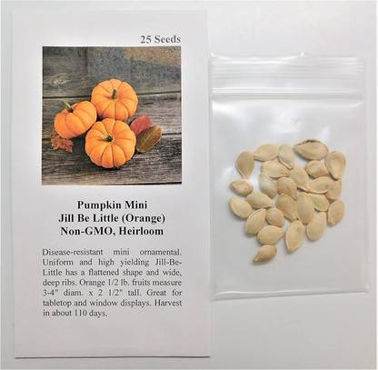 VibeX ® XXL-666 Pumpkin Mini Jill Be Little 8977 (Orange) Seed