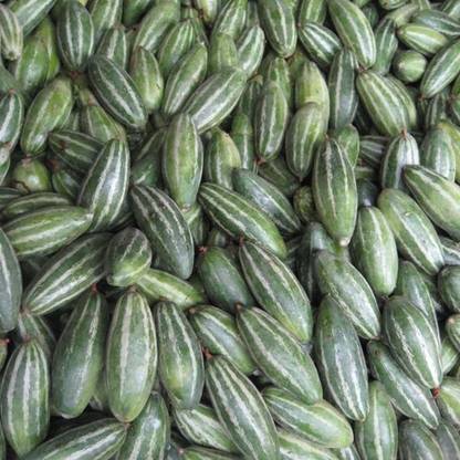 VibeX Hybrid Pointed gourd, Parwal Seeds[100 Gms, 500 Seeds] Seed