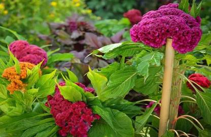 Quentova Cockscomb mixed Flower-10B-GBPUT Seed