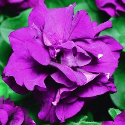 ibains petunia live flower seeds garden Seed