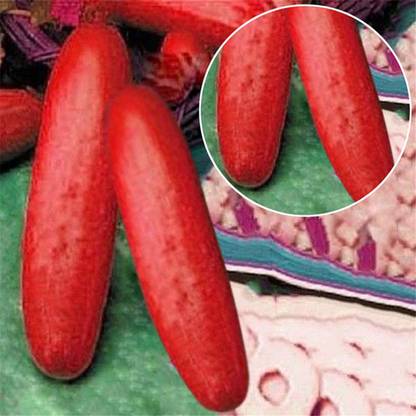 CYBEXIS Red Cucumber Seeds Cucumis Sativus-250 Seeds Seed