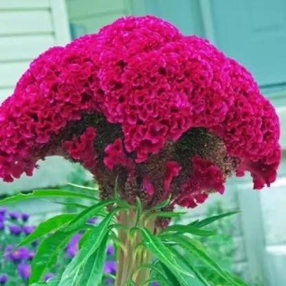 Aro Cocks comb Seed
