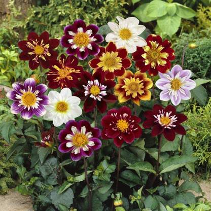 CYBEXIS Dahlia Dandy Flower Seed Plant Mix Seed