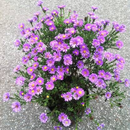 VibeX KGF -20 - Ground Cover Chrysanthemum Plants - (90 Seeds) Seed