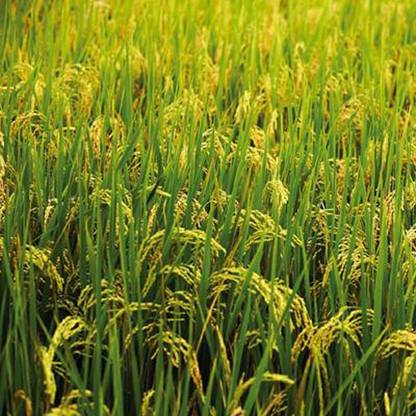 naturehils Miniket Rice Paddy, Rice Paddy for Farming, Organic Rice Seed