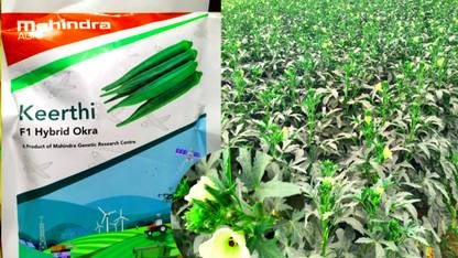 Vagitable F1 hybrid okra vegetable seeds highest yield Verity fruit size 250g Seed