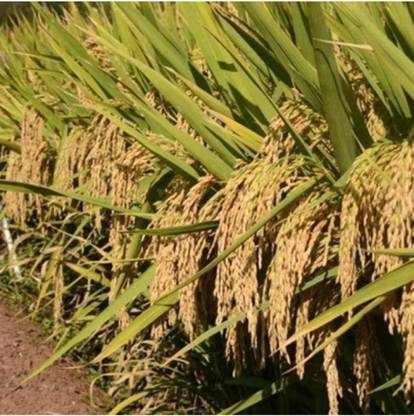 hyb 3kg paddy seeds 25-30 Quintal/acre yield Seed