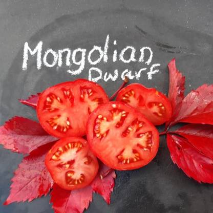 DeodarSeeds Tomato Mongolian Dwarf Seeds, Solanum lycopersicum Seed