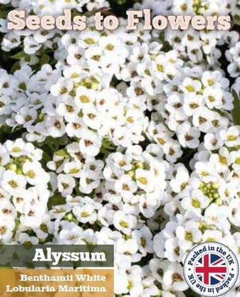 CYBEXIS Sweet Alyssum BENTHAMII - White - LOBULARIA MARITIMA Seed