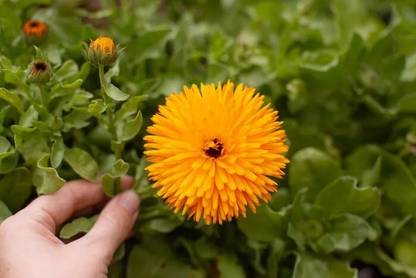 Quentova Organic Calendula Flower-US Seed