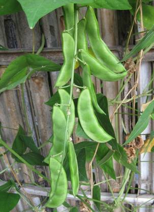 WATIKA Lima bean (Phaseolus lunatus L.) Seed