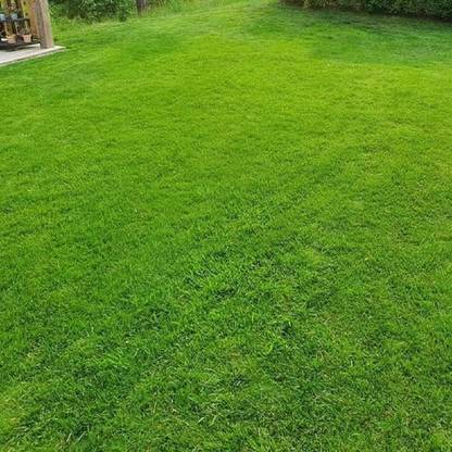 BDSresolve Australian grass seed for lawn PACK OF 3053 Seed