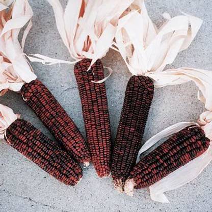 VibeX ® LXI-579 Ornamental Red Corn Seeds - Bloody Butcher Seed