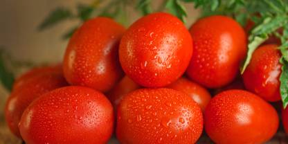 Mozette Organic Roma tomato Seed