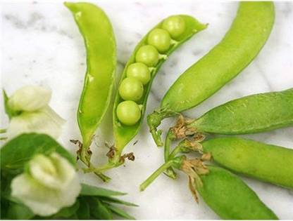 VibeX ® VXI-413 Tall Telephone Sweet Pea Seeds Seed
