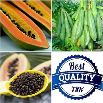 ActrovaX Giant Papaya Tree [800 Seeds] Seed