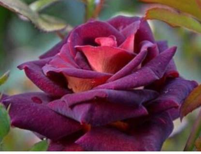 greenfarm NXC-Rose Flower Seeds/Good Germination , 70 X Seeds , DDS5 Seed