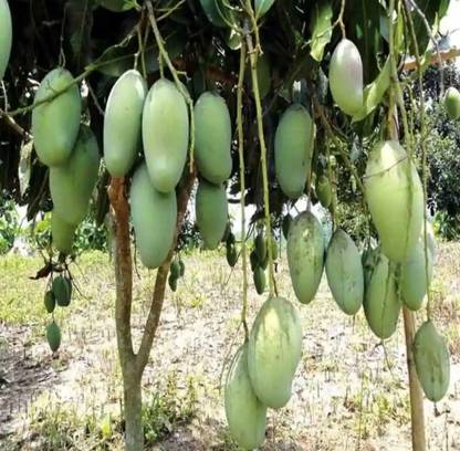 Higher quality Hybrid mango seeds highest yield Verity very testy fruit 1pc seed Seed