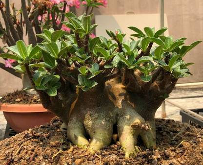 WILLVINE Desert Rose - Mini Baobab Tree - Adenium Obesum-VXL-38 Seed