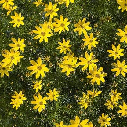 Biosnyg Coreopsis, Moonbeam [50 Seeds] Seed