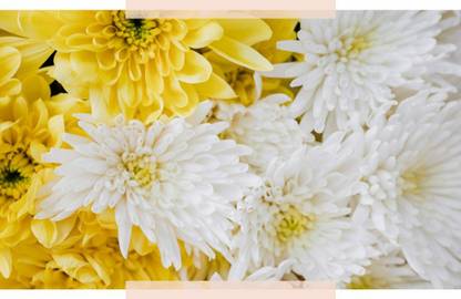 Vista Single Bloom Chrysanthemum Flower Seed