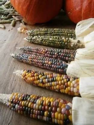 MAA Rainbow Corn, Corn Seed