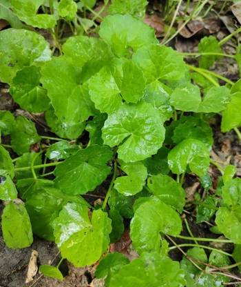 wequality Thalkudi,gotu kola,Indian pennywort,Asiatic pennywort bulbs Seed