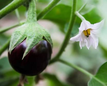 CEZIUS Brinjal Seeds for Home Garden Eggplant Round Purple-a20J Seed