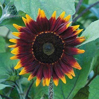 CYBEXIS VVI-38 - Shock o LAT Sunflower - (1350 Seeds) Seed