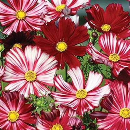 ZIXA Cosmos Velouette Seed