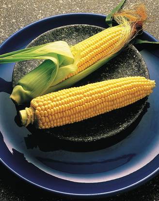 VibeX NBIR-42 - Illini Xtra Sweet Corn - (250 Seeds) Seed