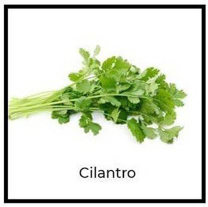 VibeX ® LXI-129 Herb Cilantro Calypso Seed
