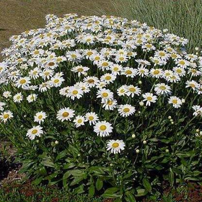 Mozette Daisy White Flower Seed