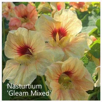 CYBEXIS Nasturtium 'Gleam Mixed' Seeds. Gleam Nasturtiums Seed