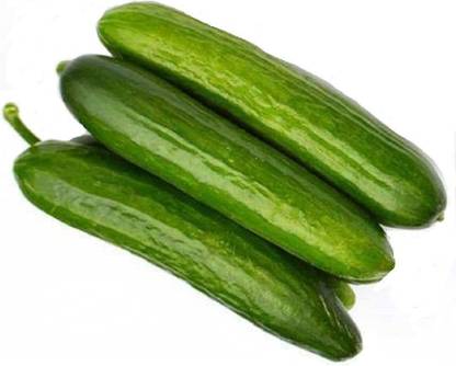 VibeX ® VMR-519 Long Green Cucumber,disease-resistant Seed