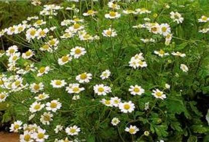 VibeX XL-63 - Chrysanthemum Parthenium - (30 Seeds) Seed