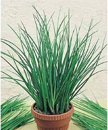 CYBEXIS NDIR-68 - Allium tuberosum Oriental Garlic Asian Chives - (750 Seeds) Seed