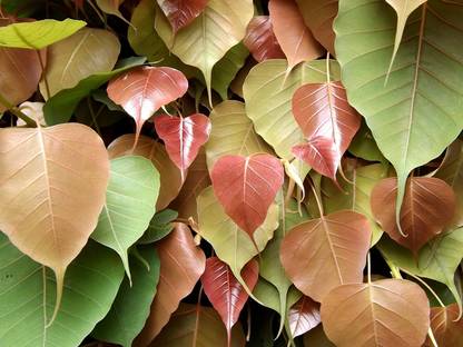 EasySeeds Peepal, Sacred Fig, Bodhi tree, Ashwattha Seed