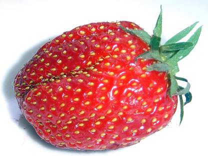 ActrovaX Sweet Charlie Strawberry Seed