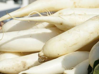 Avysa Fresh White Radish ( Chinese Lo Bok ) Seed