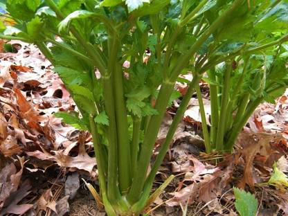 Quentova Tall Utah Celery-11L-LTK Seed