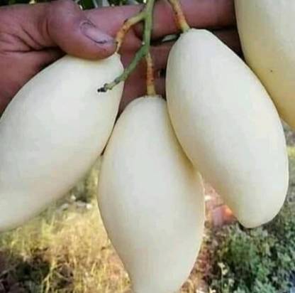 Hybrid mango seeds Hybrid white mango seeds highest yield Verity very testy fruit 2pc seed fruiting Seed