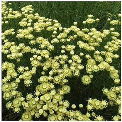 ActrovaX Santolina etrusca Seed