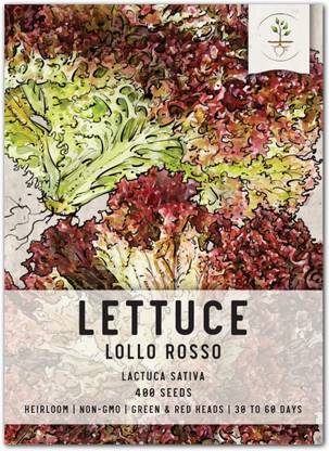 VibeX ® XLR-470 Lollo Rosso Lettuce Seeds Seed
