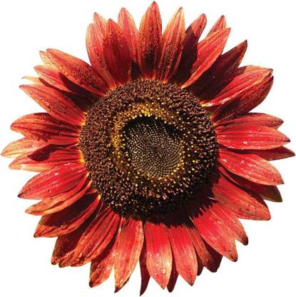 VibeX XL-97 - Chianti Sunflower - (150 Seeds) Seed