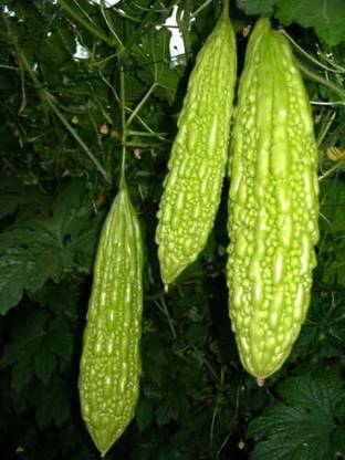 Qualtivate HUA-7A Bitter melon - Muop Dang - Bitter Gourd Seed